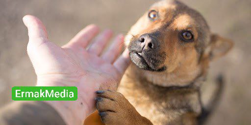 Омбудсмен для животных 