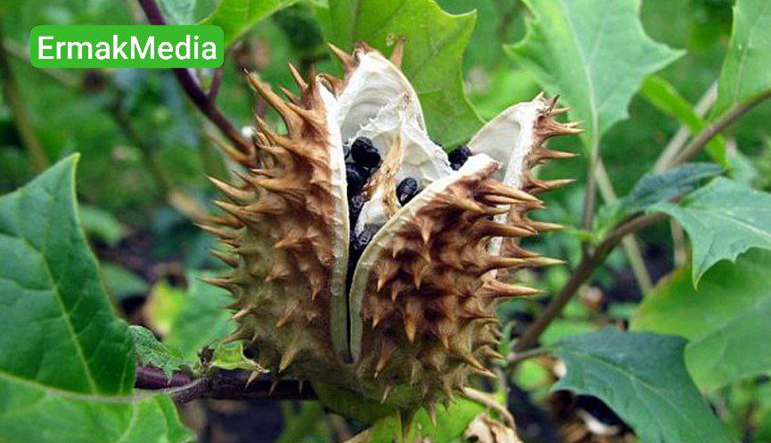 Дети наелись дурмана и чуть не умерли