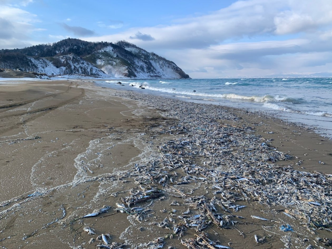 что выбрасывает море после шторма