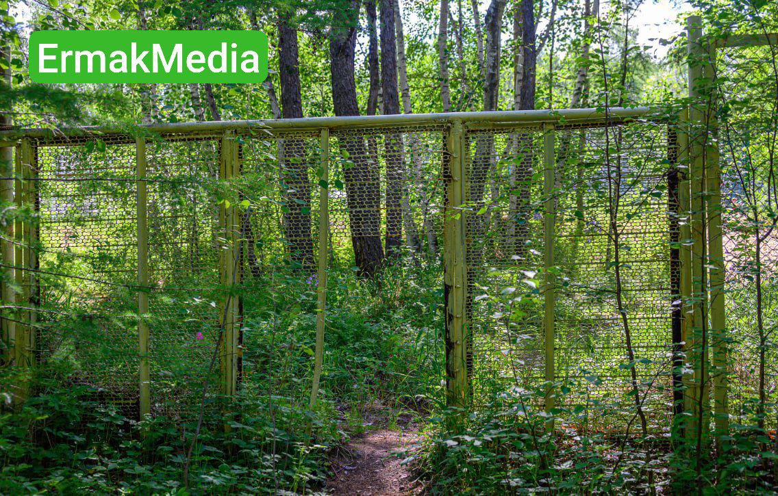 Собаки растерзали ребенка в детском лагере