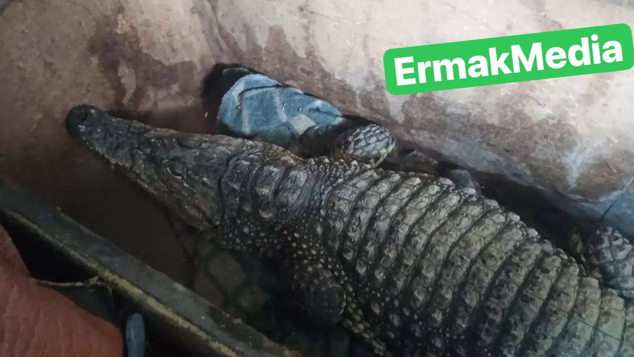 Предъявите ваши документики