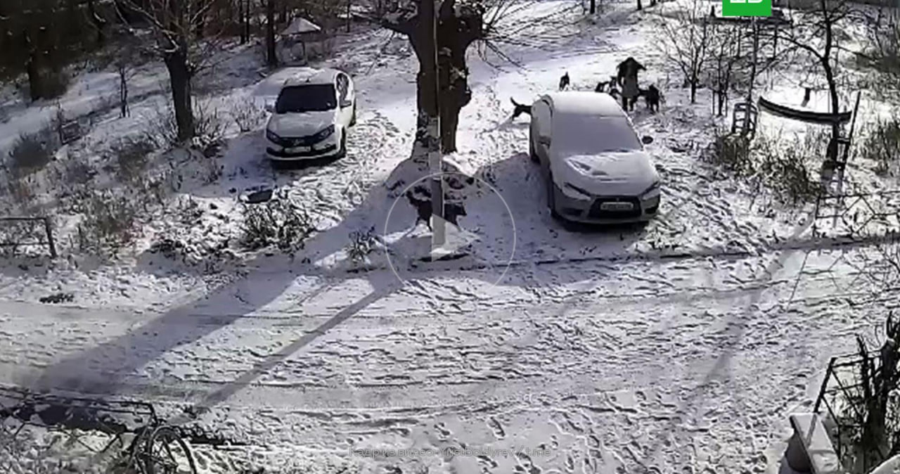 Нападение бродячих собак на жительницу Оренбургской области
