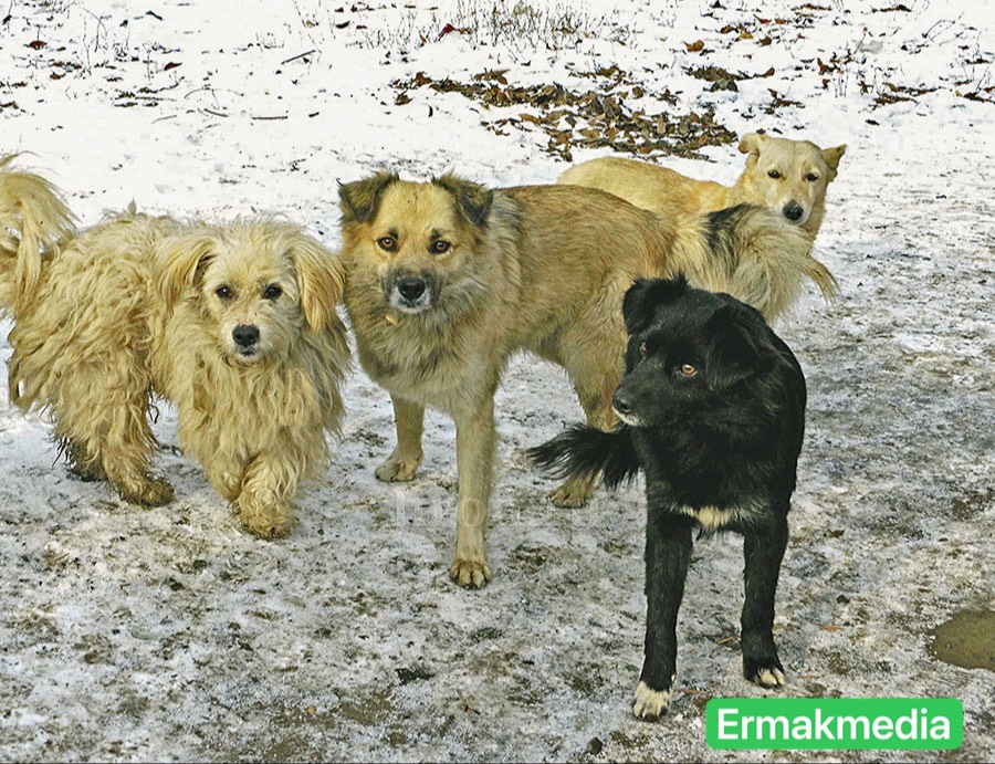 Собака друг человека. 