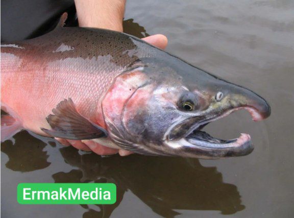 Их боятся даже викинги 