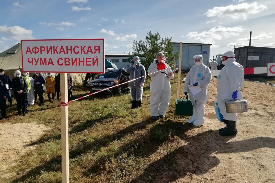 Более 500 свиней были уничтожены из-за Африканской чумы свиней в России