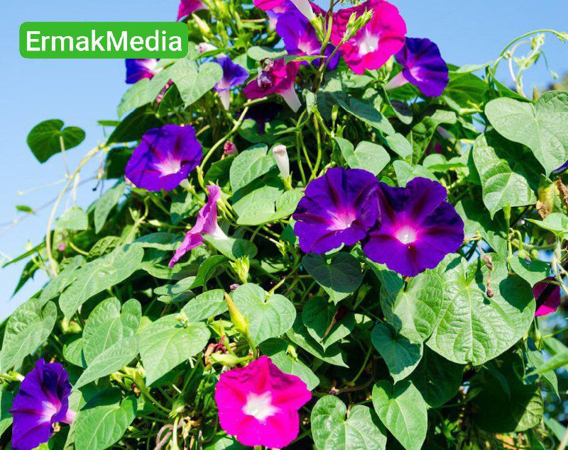 Посадил на даче цветы, а потом посадили тебя 