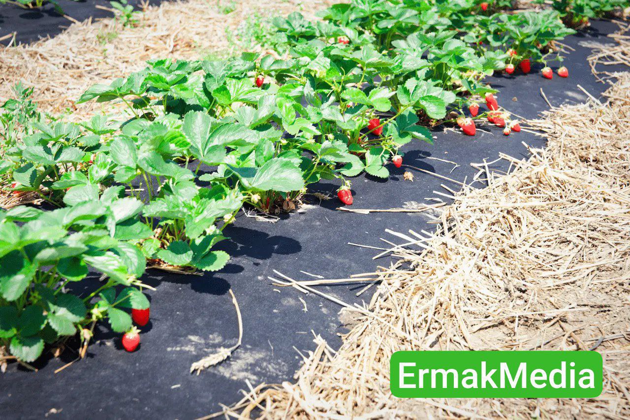 Дорогая ягодка