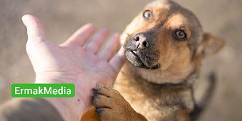 Омбудсмен для животных 