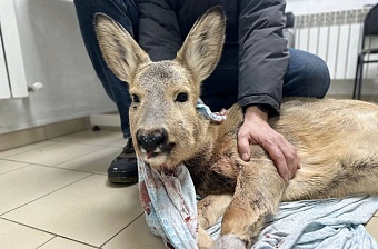 Обезумевшие от страха косули нашествуют на центр Омска