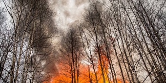 Ущерб от лесных пожаров в УрФО составил более 900 миллионов рублей