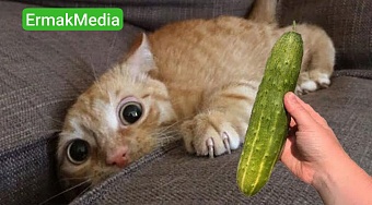 Огуречное фиаско 