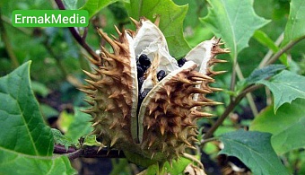Дети наелись дурмана и чуть не умерли