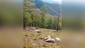 Молния погубила целое стадо овец в Республике Алтай: ужасное видео снято пастухом