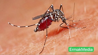 Кусают и комары до поры