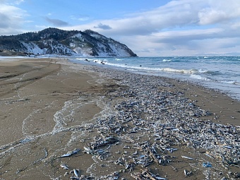 Тысячи мёртвых сардин выбросило на берег острова Кунашир 