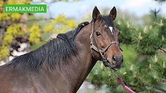 Цыгане украли у Кадырова лошадь?