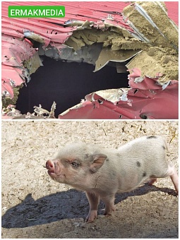 Дрон-камикадзе убил полторы сотни свиней