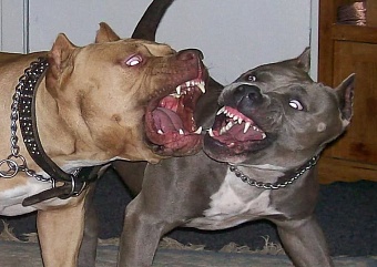 Две бойцовские собаки прокусили руку россиянину и разодрали его корги 