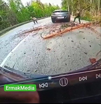 Ребенка убило рухнувшее дерево 