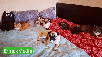 Оказалось, сдали дом под зоопарк 