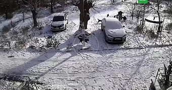 Нападение бродячих собак на жительницу Оренбургской области