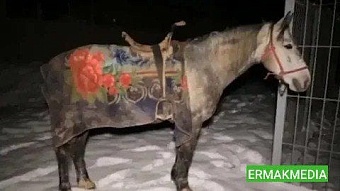 Контрабандист на лошади пытался пересечь границу