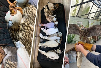 Задержаны подозреваемые в контрабанде редких краснокнижных птиц в Омской области