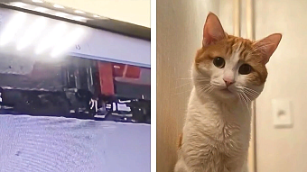 Сотрудница железнодорожной компании в центре скандала: уголовное дело из-за выброса кота из поезда