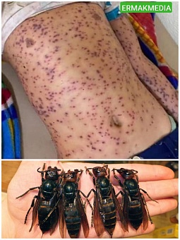 Шесть человек погибло после атаки пчел-убийц