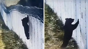 Медведь пытается проникнуть в Беларусь через литовскую границу