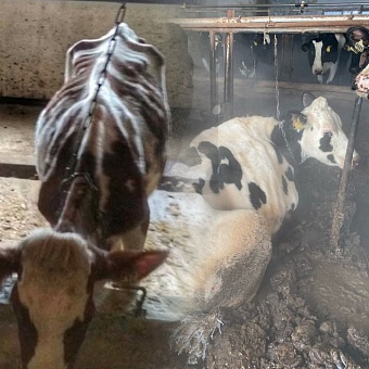 Возбуждено уголовное дело из-за голодной смерти 122 коров 