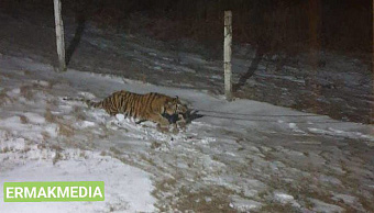 Тигр-убийца держит в страхе жителей поселка 