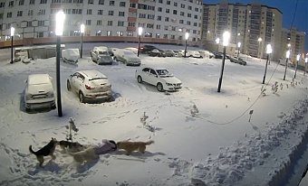 Шокирующее видео нападения собак на девочку