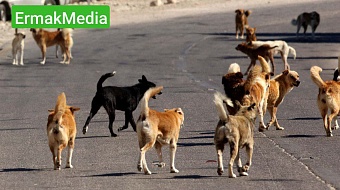 Спастись от бездомных собаках ребенок смог только зайдя по пояс в воду