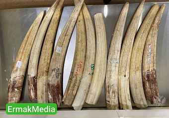 Креативная контрабанда 