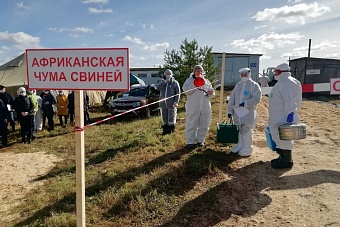 Более 500 свиней были уничтожены из-за Африканской чумы свиней в России