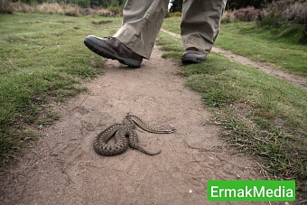 Подмосковье атаковано ядовитыми змеями 