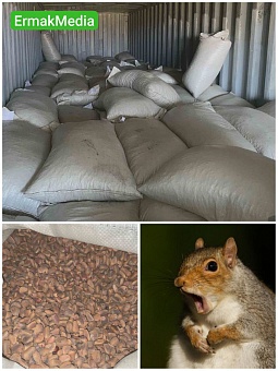 Белки вышли из чата 